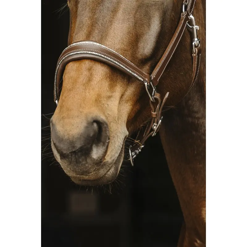 licol-cuir-norton-rock (3).webp