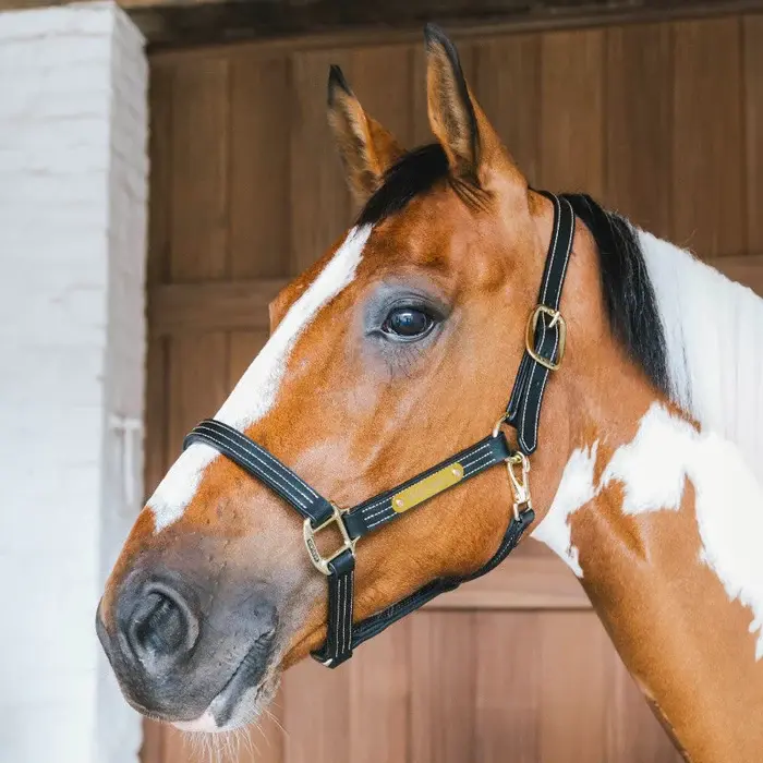 KENTUCKY_HORSEWARE_Licol_en_cuir_Wellington_noir_e4b81f5e-d351-4960-b534-152aa637e4f0.webp