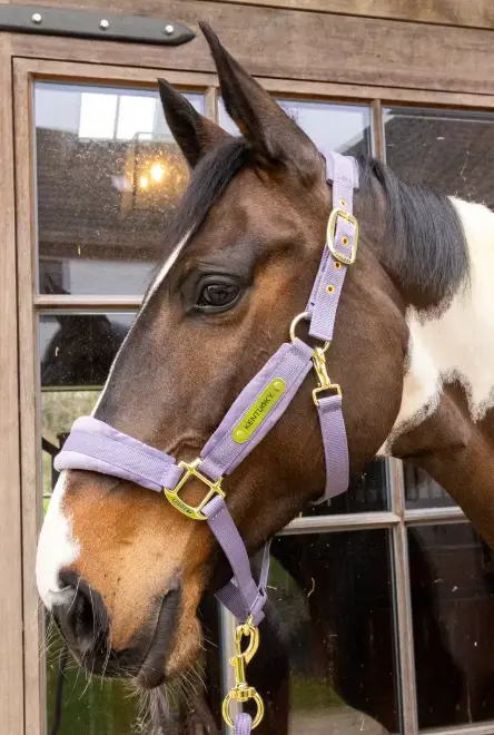 Capture d’écran 2026-01-29 134142.webp