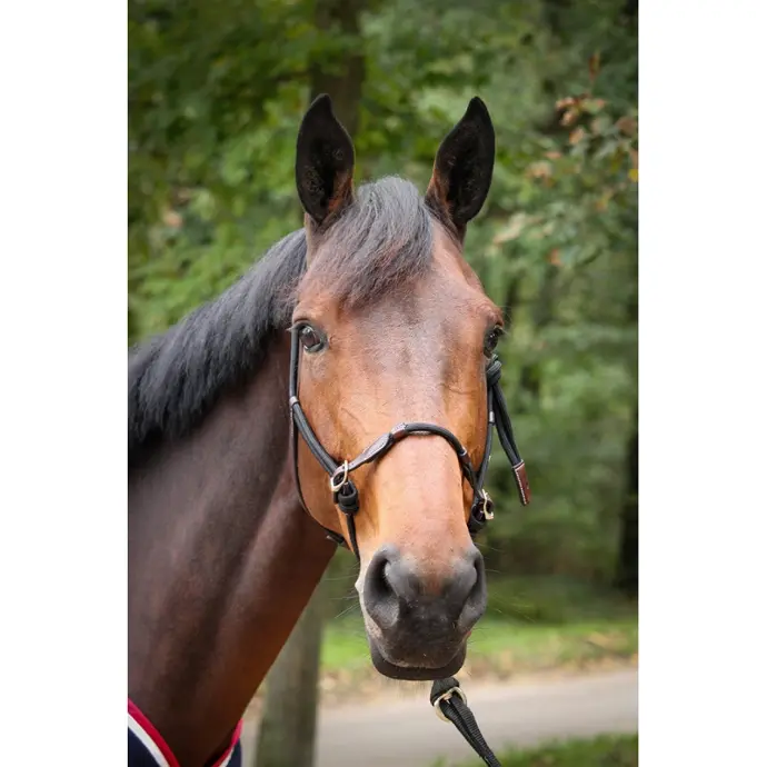 Licol Ethologique Penélope (Noir)