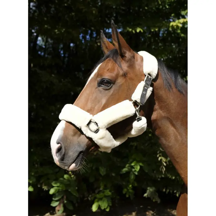 Licol EQUITHÈME Teddy (Noir, P/S)