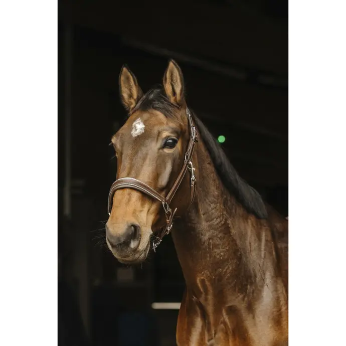 Licol cuir Norton Rock