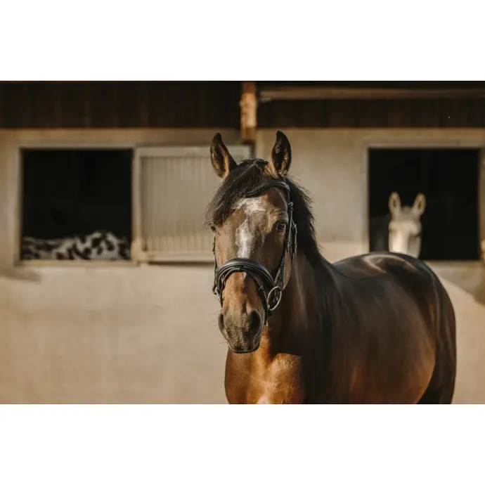 Bridon Éric Thomas Bat (Cob)