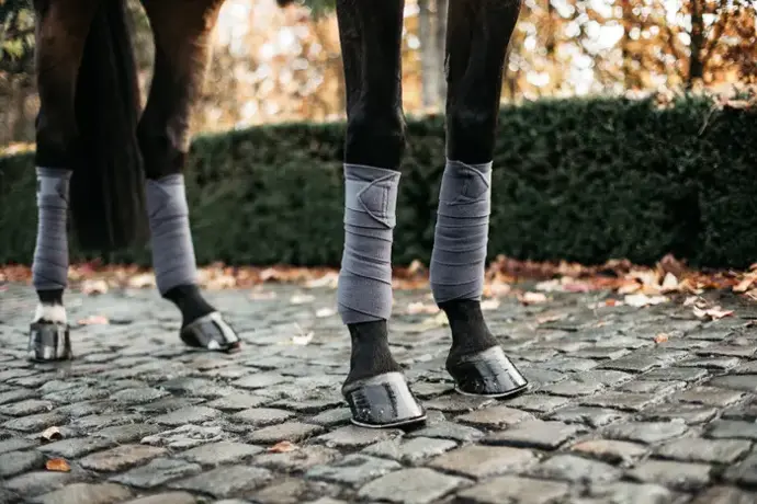 Bandages Polar Fleece Kentucky 