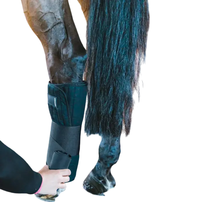 Coton américain Kentucky (*4)