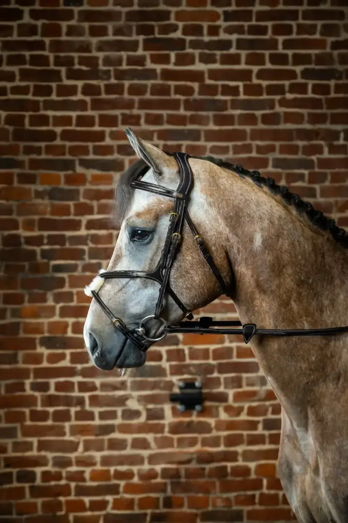 Bridon Muserolle Croisée - D Collection - Dy'on