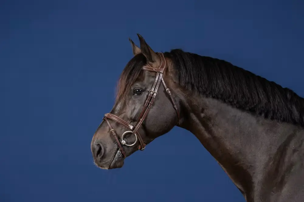 Bridon Muserolle Combinée - Collection US Jumping - Dy'on