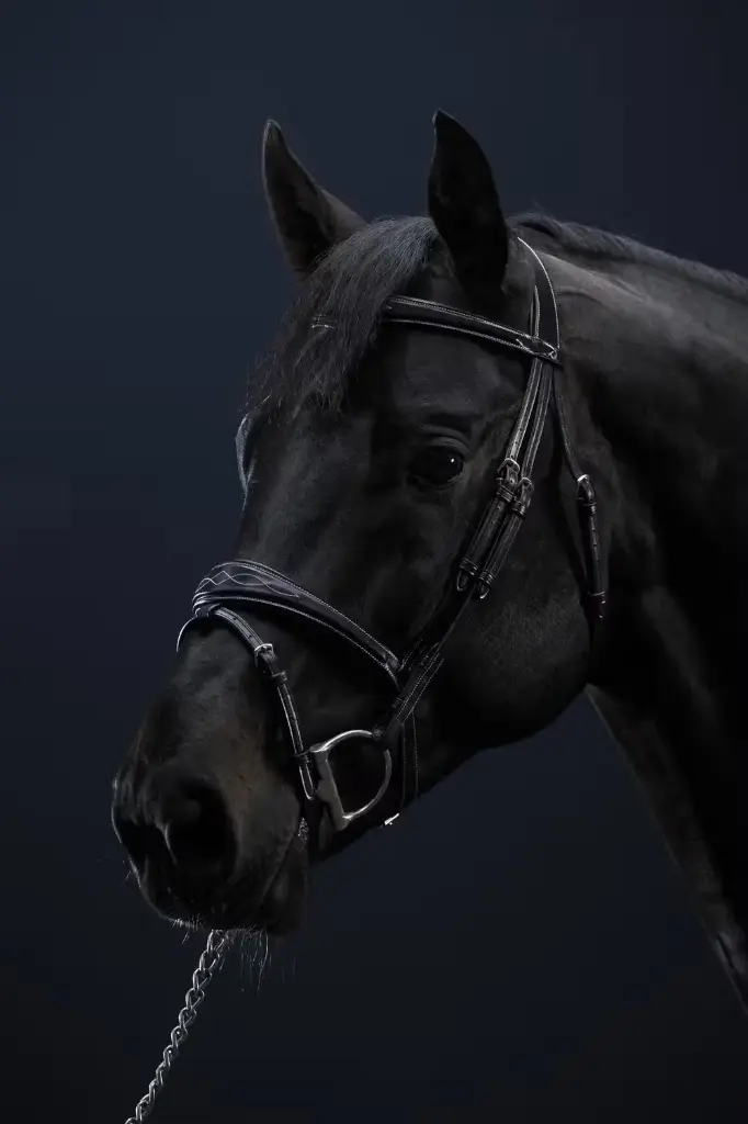 Bridon Muserolle Combinée Anatomique - Collection US Jumping - Dy'on (Noir, Cob)