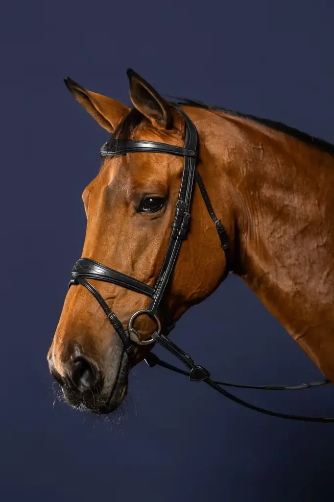 Bridon Muserolle Combinée Anatomique - New English Collection - Dy'on