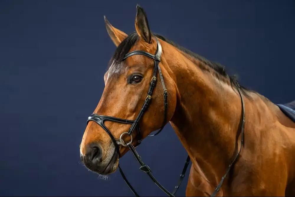 Bridon X-Fit - D Collection - Dy'on