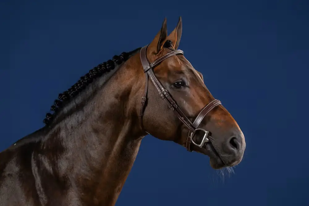 Bridon Hunter US - Collection US Hunter - Dy'on