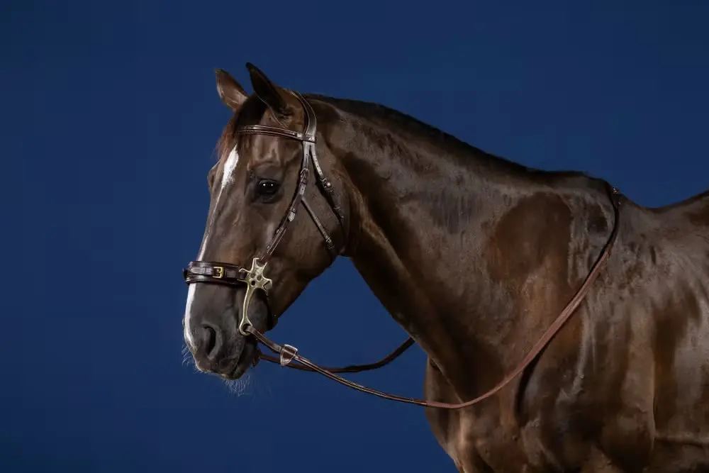 Bridon Hackamore - Collection US Jumping - Dy'on