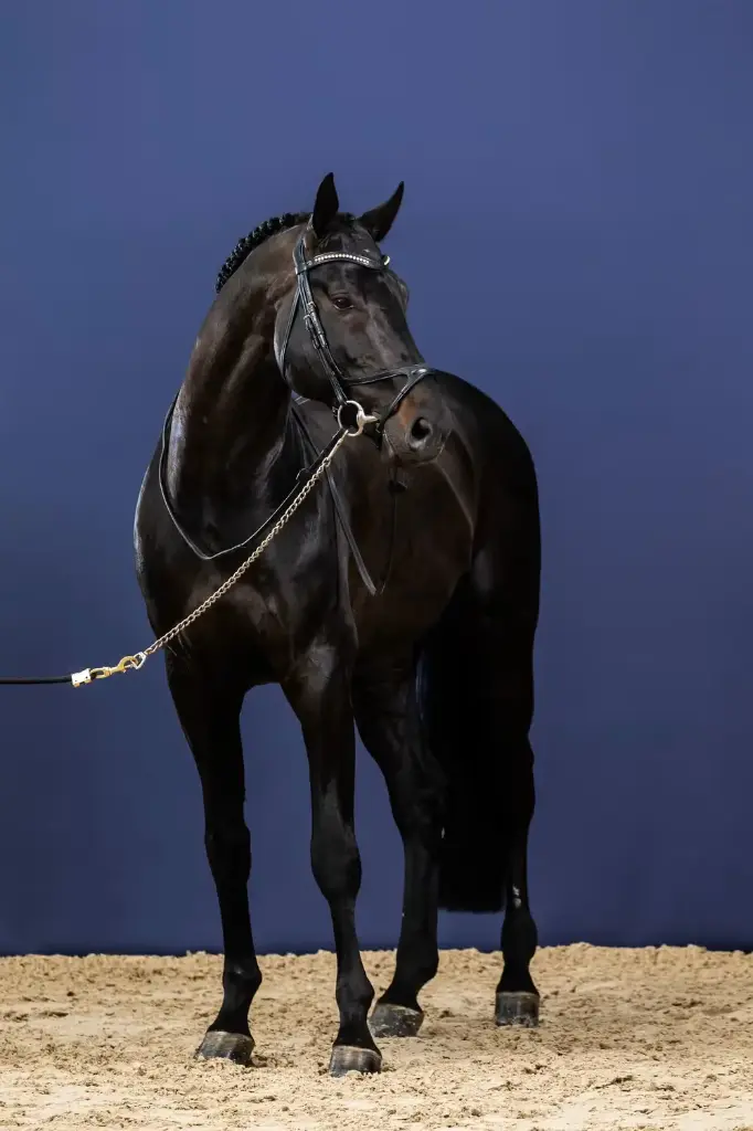 Bridon X-Fit - New English Collection - Dy'on