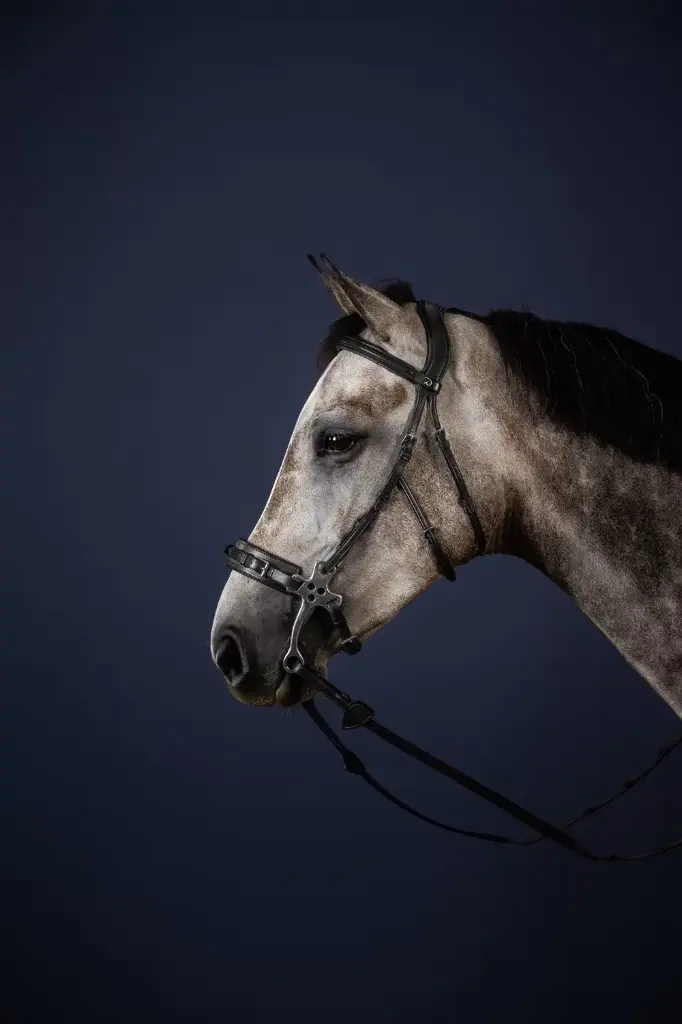 Bridon Hackamore - New English Collection - Dy'on (Noir, P/S)