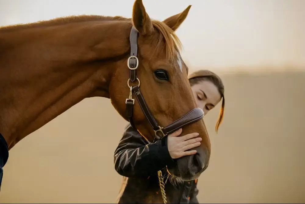 Licol Cuir Brun - D Collection - Dy'on