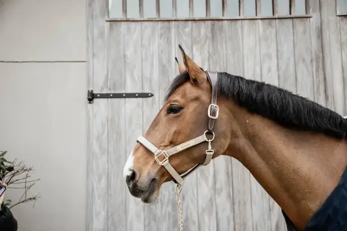 Licol Anatomique Nylon Kentucky  (Beige, Cob)