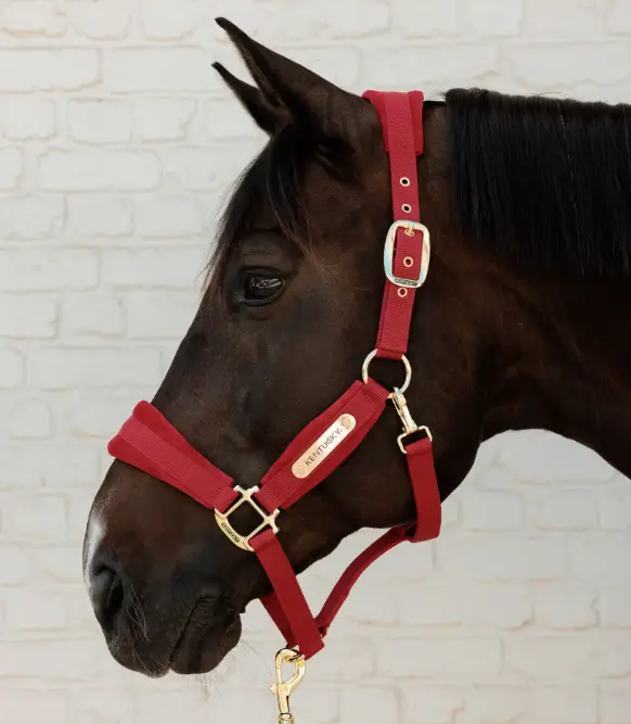 Licol Velvet Kentucky (Rouge, Cob)
