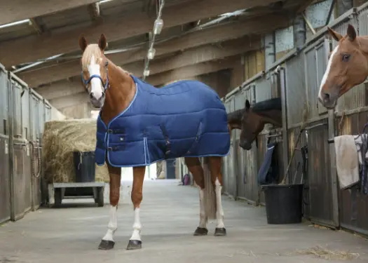 Couverture d'écurie Standard 300GR - Riding World (80cm)