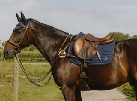 Collier de chasse 5 points - Norton Pro