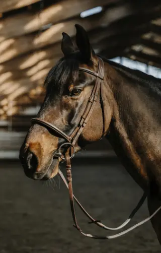 Bridon Hunter comfy - Norton (Cob)