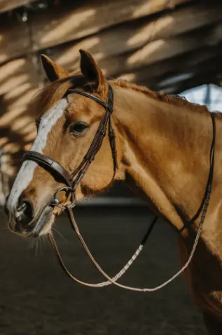 Bridon Hunter Fancy - Norton (P/S)