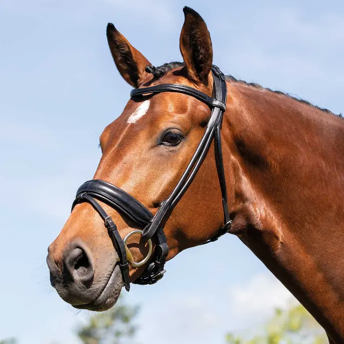 BRIDON ACAVALLO FORNARINA ROLLED LEATHER BRIDLE (Cob)