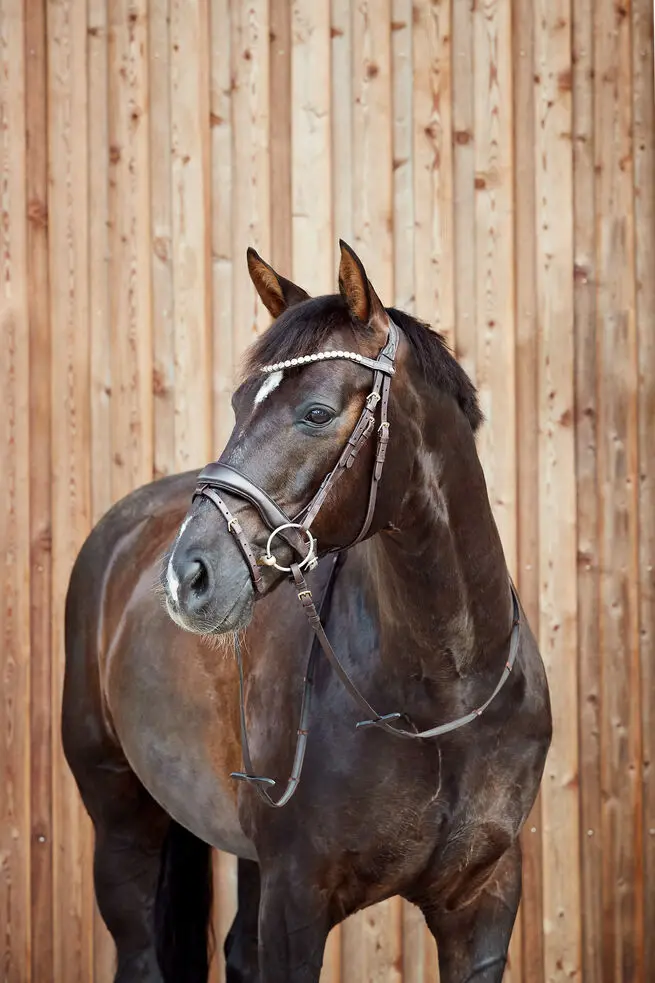 Filet anatomique Horze Somerset    (P/S)