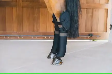 Sous Bandage d'Ecurie et de Transport avec Protection de Jarret Kentucky