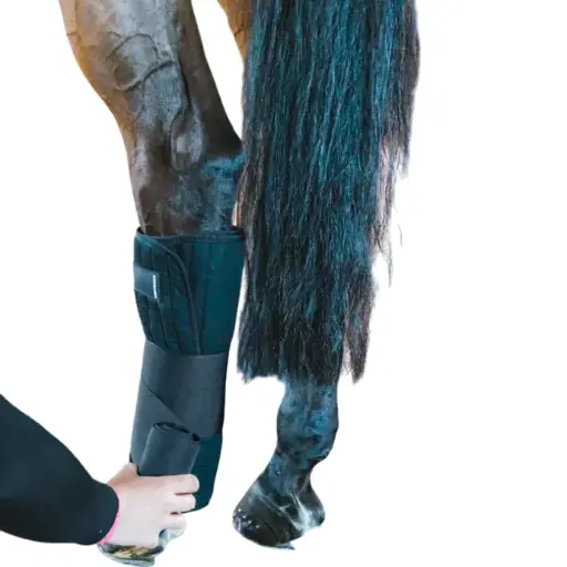 Coton américain Kentucky (*4)